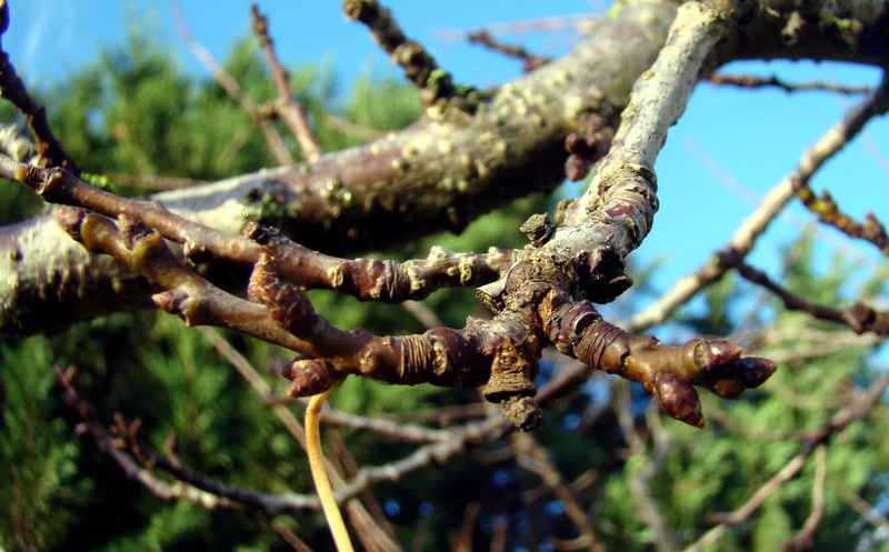 Sviluppo vegetale dell'' albicocco Prunus armeniaca